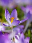 Woodland crocus, Germany. Art Print